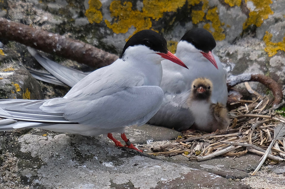 Arctic terns with their chick