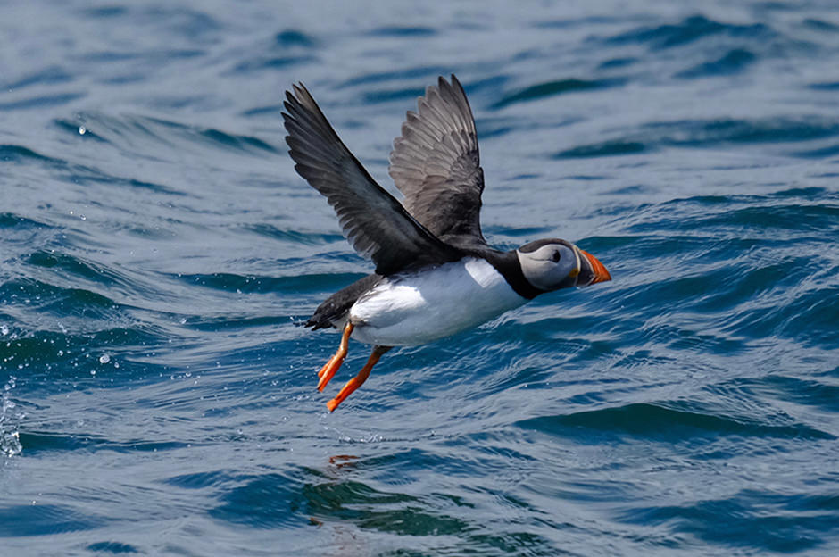 Tens of thousands of puffins return to the Farne Islands every year