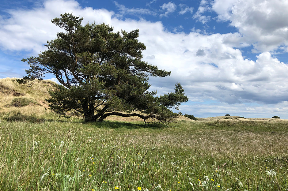 Lush meadows and sand dunes on Holy Island