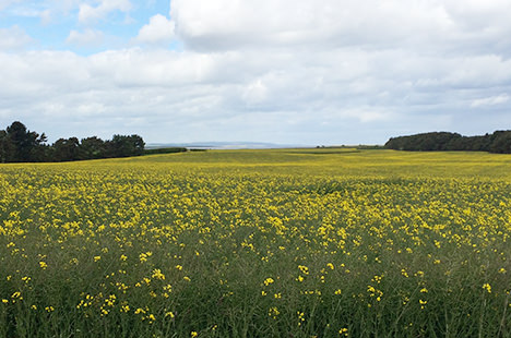 The walk to the beach takes you past rapeseed fields…
