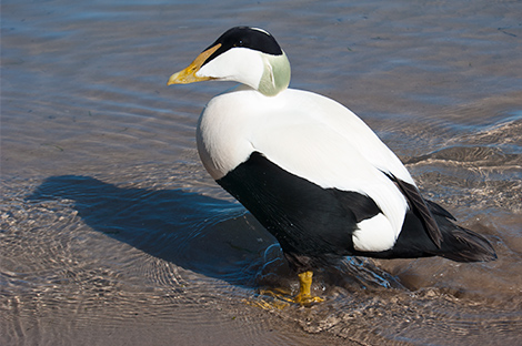 A resident eider duck in the harbour
