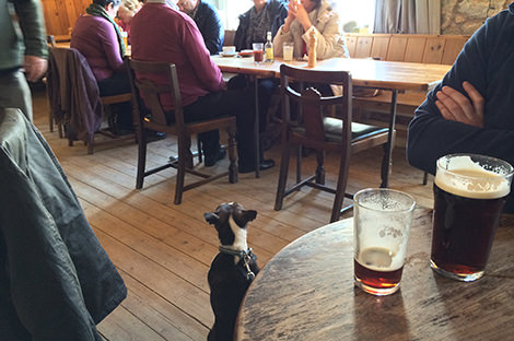 Dogs get to enjoy the pub too